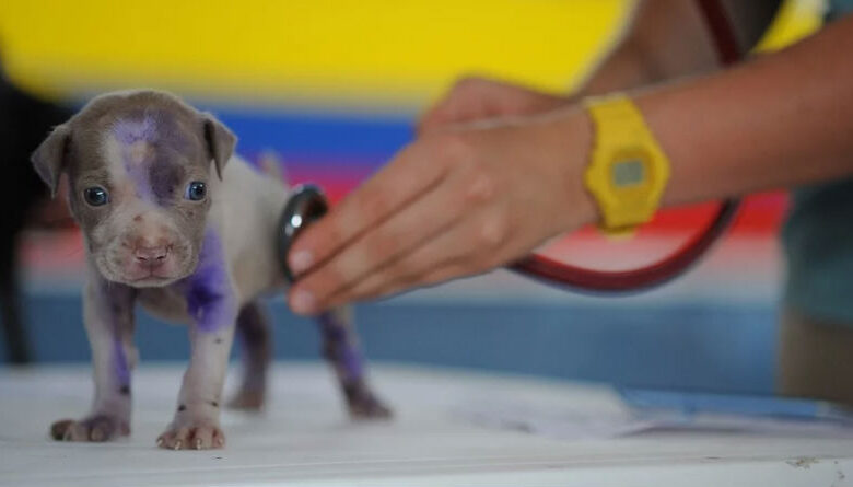 Servicios Esenciales de un Hospital Veterinario para el Cuidado de Mascotas