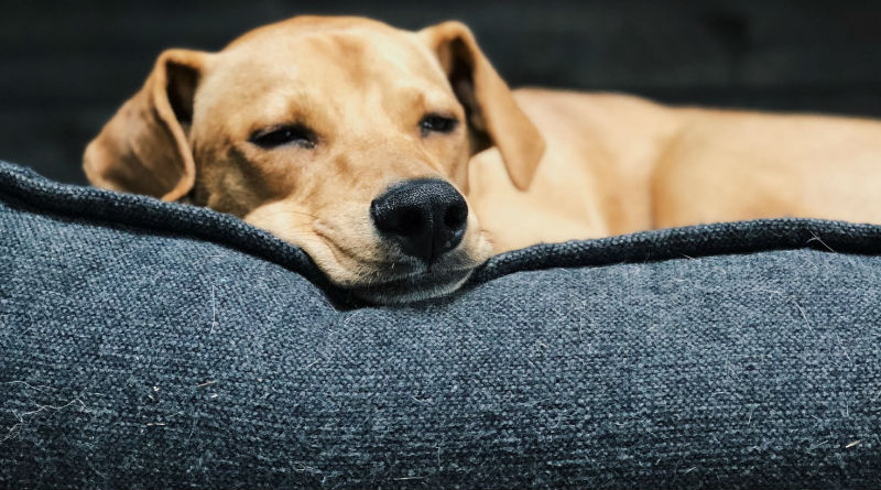 Sofás para perros: el complemento perfecto para el confort de tu mascota
