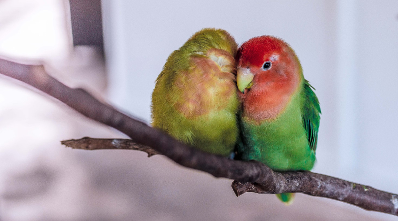Tipos de Agapornis Roseicollis: Guía Completa sobre sus Variedades y Colores Tipos de Agapornis Roseicollis: Guía Completa sobre sus Variedades y Colores