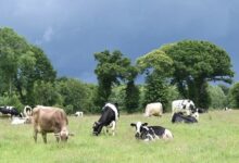 Leche de Pastoreo: Diferencias Clave con la Leche Convencional y Sus Beneficios