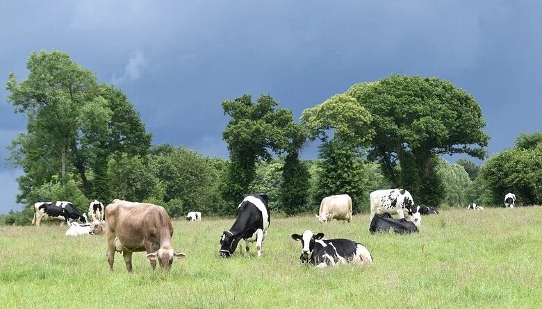 Leche de Pastoreo: Diferencias Clave con la Leche Convencional y Sus Beneficios