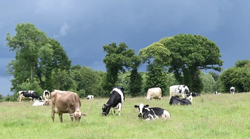 Leche de Pastoreo: Diferencias Clave con la Leche Convencional y Sus Beneficios