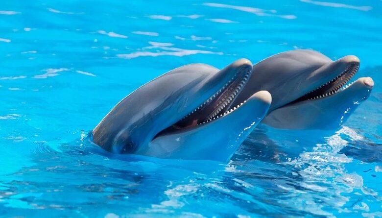 Aventura mágica con delfines: descubre la experiencia única de nadar con ellos