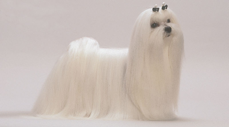 Guía Completa del Bichón Maltés: Características, Cuidados y Datos Esenciales sobre esta Raza de Perro