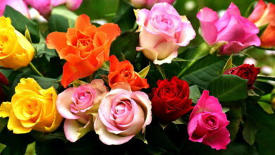 Significado de las rosas según su color: Descubre su simbolismo y significado eterno Significado de las rosas según su color: Descubre su simbolismo y significado eterno