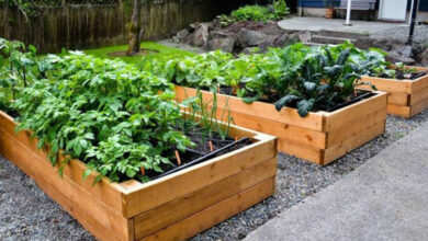 Beneficios Inmediatos de Cultivar un Huerto Urbano para Mejorar tu Calidad de Vida